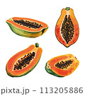 Papaya in watercolor style  113205886
