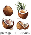Coconuts in watercolor style  113205887