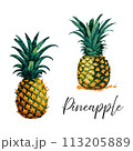 Pineapple in watercolor style 113205889