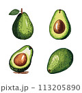 Avocado set vector illustration 113205890