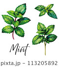 Mint vector illustration.  113205892