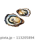 Oysters vector illustration 113205894