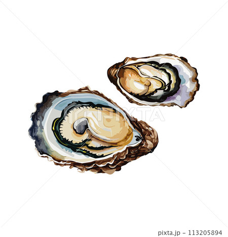 Oysters vector illustration 113205894