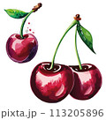 Cherry cherries vector illustration.  113205896
