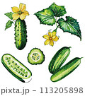 Cucumbers collection vector illustration.  113205898