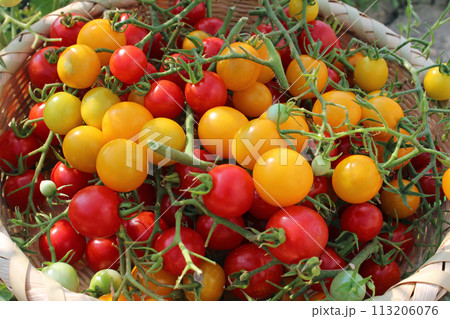 収穫したミニトマト 113206076