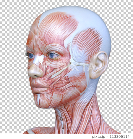 Close-up of a woman's face Close-up of a woman's face 113206114