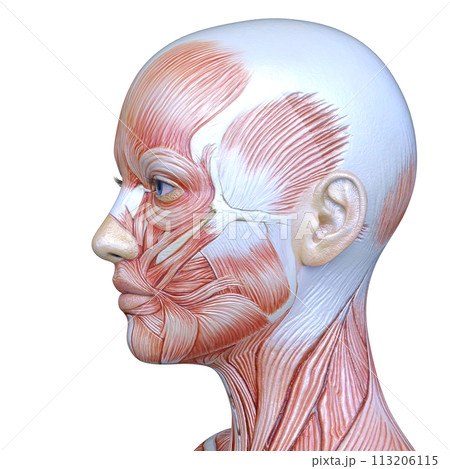 女性の顔アップ 113206115