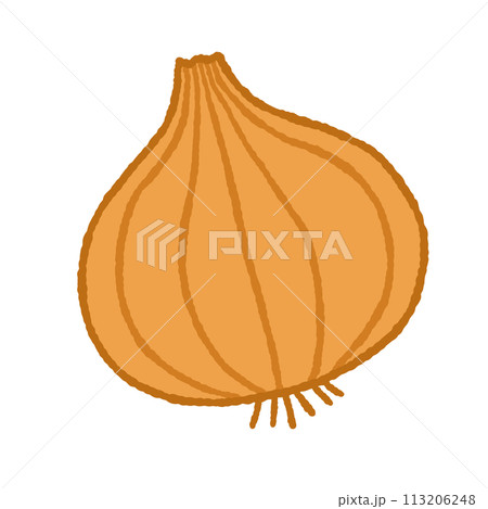 シンプルな玉葱のイラスト 113206248