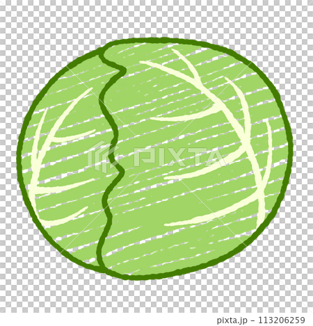 シンプルなキャベツのイラスト 113206259