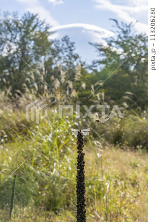 富士の見える草原にあるビロードモウズイカの長い花穂の先端に止まっているコノシメトンボとアキアカネ・忍 113206280