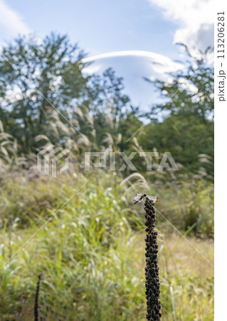 富士の見える草原にあるビロードモウズイカの長い花穂の先端に止まっているコノシメトンボ・忍野村 113206281