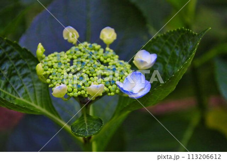 咲き始めたガクアジサイの花 113206612