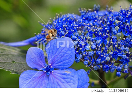 青いガクアジサイと蜂 113206613
