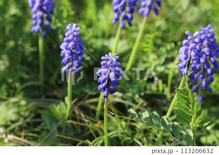 春の野原に咲くムスカリの紫色の花 113206632