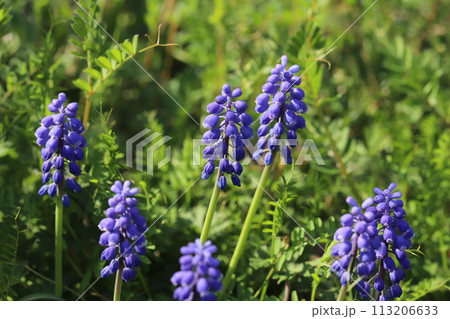 春の野原に咲くムスカリの紫色の花 春の野原に咲くムスカリの紫色の花 113206633