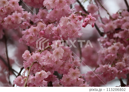 見頃を迎えた満開の紅しだれ桜 Shidare sakura full bloom 見頃を迎えた満開の紅しだれ桜 Shidare sakura full bloom 113206802