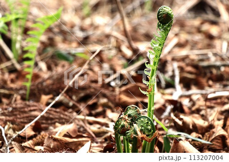 待ち遠しい春の味覚　天ぷらが美味しい山菜のこごみ　　 113207004