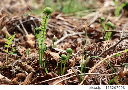 待ち遠しい春の味覚　天ぷらが美味しい山菜のこごみ　　 113207008