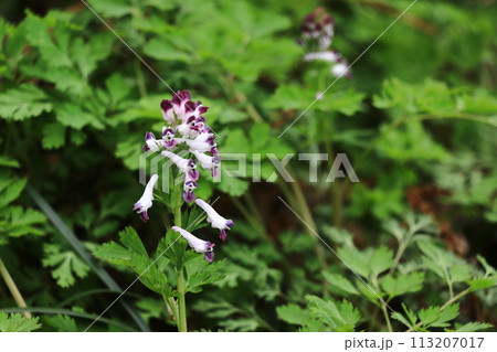 ムラサキケマン 113207017