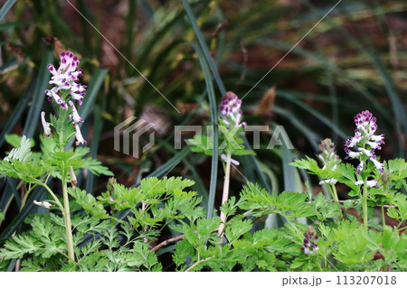 ムラサキケマン ムラサキケマン 113207018