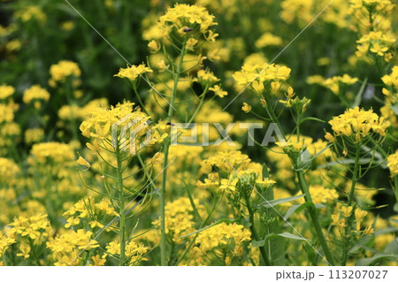 水菜の花 113207027
