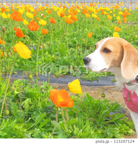 ポピーのお花畑とビーグル犬 ポピーのお花畑とビーグル犬 113207124