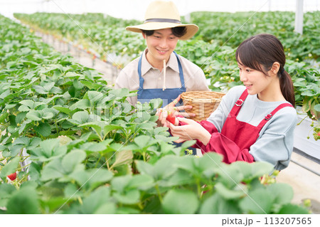 ビニールハウスにてイチゴ狩りをする若い男女 ビニールハウスにてイチゴ狩りをする若い男女 113207565