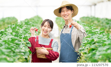ビニールハウスにて収穫したイチゴを手にして笑顔を見せる若い男女 113207570