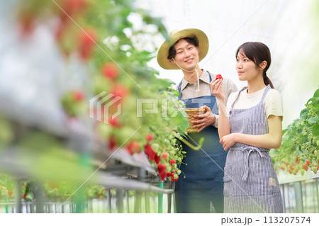 収穫したイチゴを試食する若い女性と見守る男性 収穫したイチゴを試食する若い女性と見守る男性 113207574
