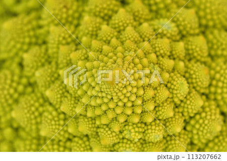 ロマネスコクローズアップ 113207662