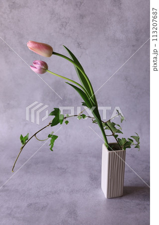 チューリップ チューリップ 113207687