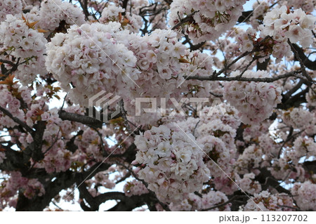 ボリューム感のある八重桜 voluminous double blossom Sakura 113207702