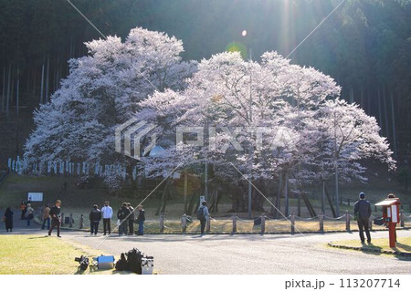 根尾谷薄墨桜と人々 根尾谷薄墨桜と人々 113207714