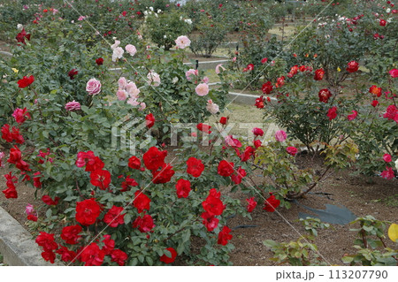 荒尾市　おもやい市民花壇　バラの花、 113207790