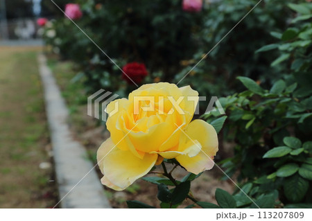 荒尾市　おもやい市民花壇　バラの花、 113207809