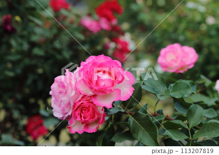 荒尾市　おもやい市民花壇　バラの花、 113207819