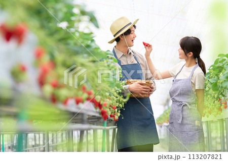 仲良くイチゴを試食する若い男女 113207821