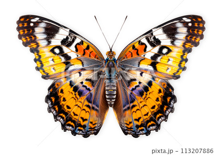 Beautiful Malabar Banded Peacock butterfly isolated on a white background with clipping path Beautiful Malabar Banded Peacock butterfly isolated on a white background with clipping path 113207886