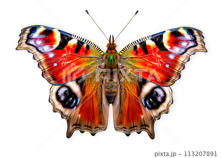 Beautiful Peacock butterfly isolated on a white background with clipping path 113207891