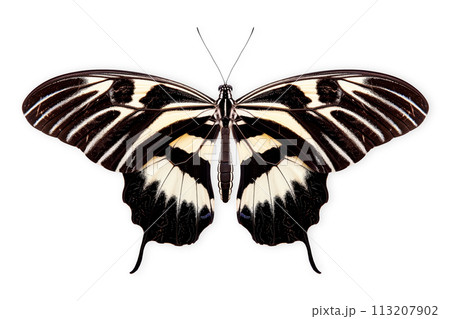 Beautiful Zebra Longwing butterfly isolated on a white background with clipping path 113207902