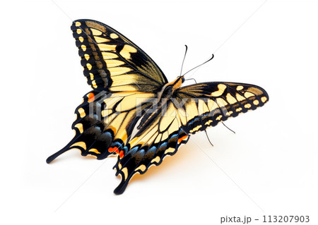 Beautiful Swallowtail butterfly isolated on a white background with clipping path 113207903