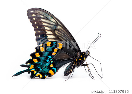 Beautiful Luzon Peacock Swallowtail Blue butterfly isolated on a white background. Side view 113207956