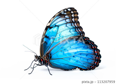 Beautiful Blue Morpho butterfly isolated on a white background. Side view 113207959