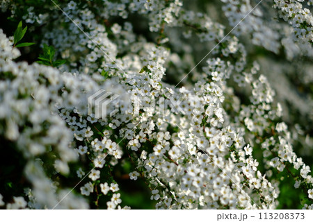 白い雪柳の花 白い雪柳の花 113208373