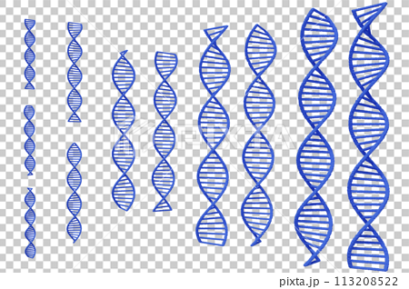 DNAの二重螺旋のイメージ 113208522