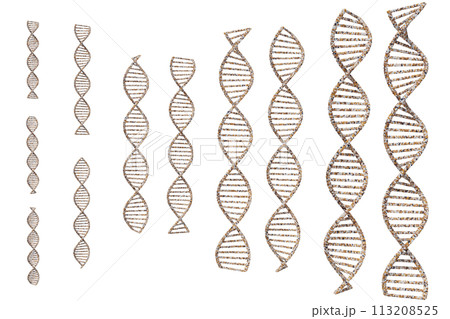 DNAの二重螺旋のイメージ 113208525