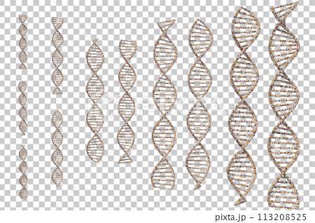 DNAの二重螺旋のイメージ 113208525