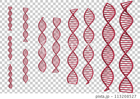DNAの二重螺旋のイメージ 113208527