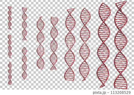 Image of double helix of DNA Image of double helix of DNA 113208529